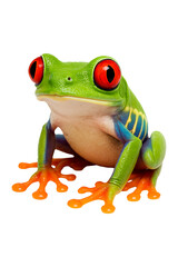 Obraz premium Vibrant Red Eyed Tree Frog Close Up High quality Realistic image.