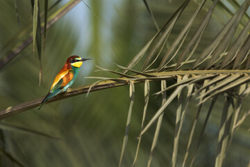 European bee-eater perched on date palm tree, Bahrain