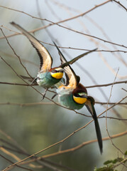 A pair of European bee-eater takeoff to catch a bee, Bahrain