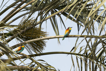 A pair of European bee-eater perched on date palm tree, Bahrain