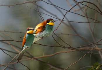A pair of European bee-eater perched on tree, Bahrain