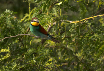 European bee-eater on green, Bahrain