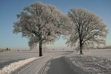 frosty trees on a winter evening