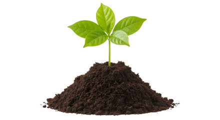 Young Plant Growing From Soil seedling sprout