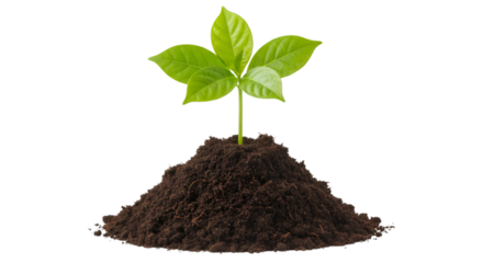 Young Plant Growing From Soil seedling sprout