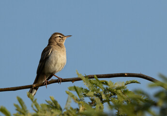 Rufous-tailed Scrub Robin perched on acacia tree at Hamala, Bahrain