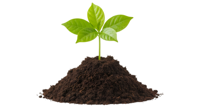 Young Plant Growing From Soil seedling sprout