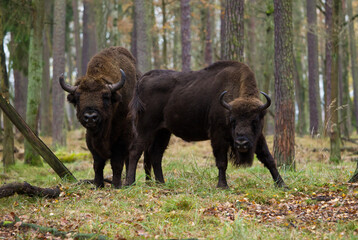 Stado żubrów w jesiennym lesie Pszczyny Jankowic Polska © kubikactive