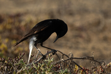 White-crowned black wheatear perched on bush at Hamala, Bahrain