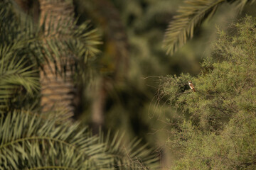 Red-tailed Shrike in its habitat at Jasra, Bahrain