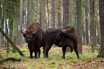 Stado żubrów w jesiennym lesie Pszczyny Jankowic Polska © kubikactive