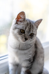Portrait of a British Shorthair cat near a window