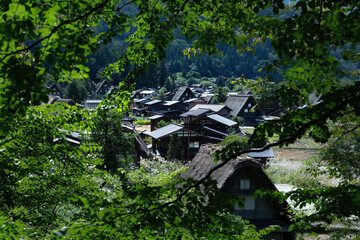 View of traditional Japanese gassho-style farmhouses nestled among lush green trees, evoking a sense of tranquility and history, Shirakawa, Gifu, Japan.