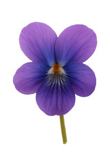 Violet Flower isolated on transparent background