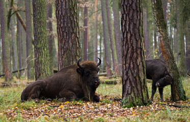 Stado żubrów w starym jesiennym lesie