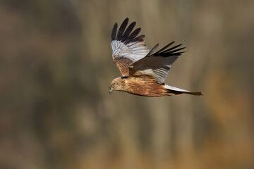 Western marsh harrier (Circus aeruginosus)