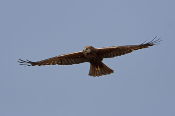Western marsh harrier (Circus aeruginosus)