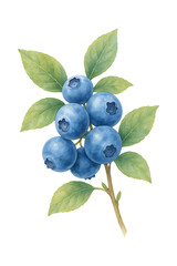 Watercolor Blueberry Branch High quality Realistic image.