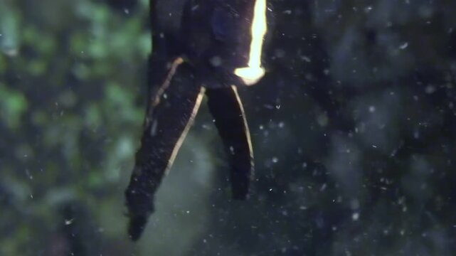 A young orbicularis batfish, also known as a circular batfish or teira batfish, swims around the reef in Nusa Penida. The fish has distinctive black and white coloring with bright yellow highlights.