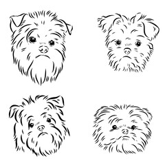 affenpinscher dog breed, vector sketch