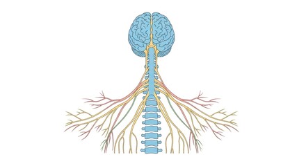 Simplified anatomical illustration showcasing the human nervous system depiction
