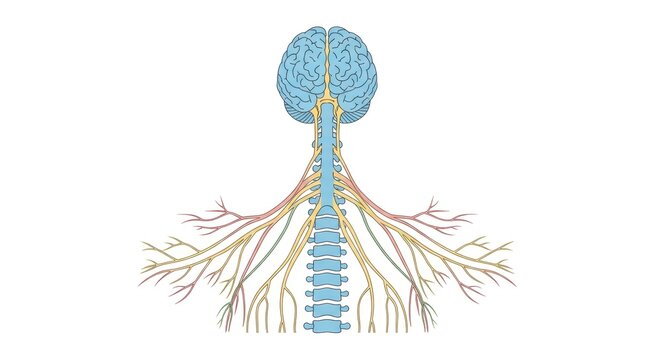 Simplified anatomical illustration showcasing the human nervous system depiction