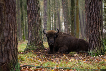 Stado żubrów w starym jesiennym lesie