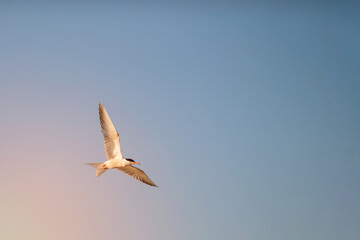 Grace in the Sky: A Seagull's Silent Fligh