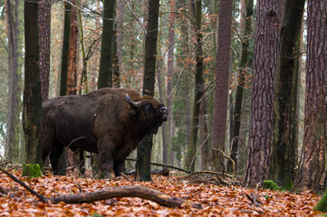 Stado żubrów w starym jesiennym lesie