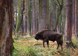 Stado żubrów w starym jesiennym lesie