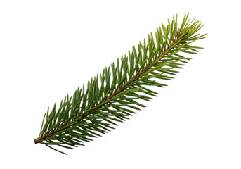 A single green pine tree branch with sharp needles, isolated on a transparent background