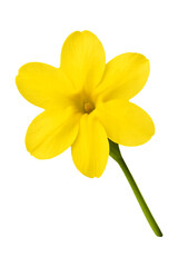 Winter Jasmine Flower isolated on transparent background