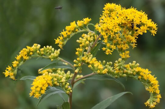 yellow flowers of solidago Canadensis invasive plant macro