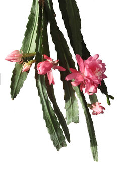 Epiphyllum cactus pink flowers isolated