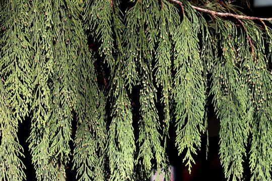 green foliage of Alascan cedar evergreen tree - Powered by Adobe