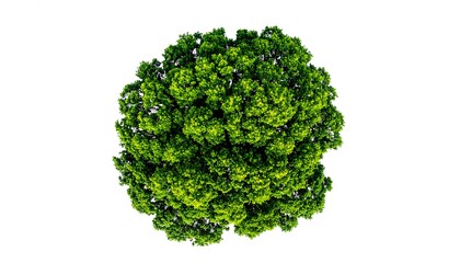 Overhead view of a compact, vibrant green tree against a solid white backdrop; crisp texture