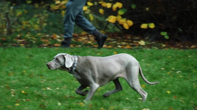 Pointer gun dog hunting for prey in field