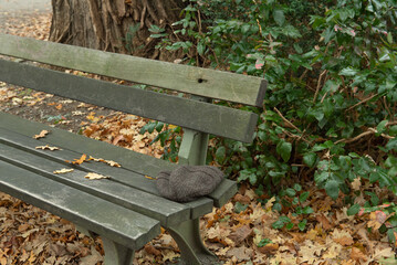 A lonely bench in an autumn park with a forgotten knitted hat on it suggests that someone left in a hurry, in a moment of absence or loneliness.