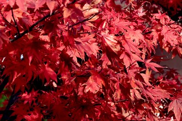 red leaves of japanese maple tree at autumn