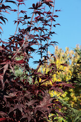 picturesque autumn in park