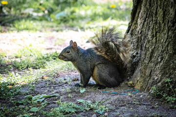 squirrel on the tree