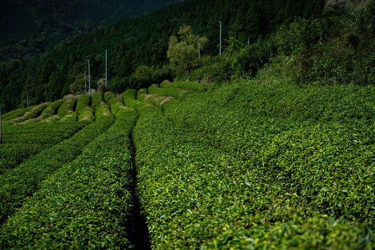 View of verdant tea bushes blanket the rolling hillside under the watchful gaze of a forest, creating a tapestry of green hues, Ibigawa, Gifu, Japan.