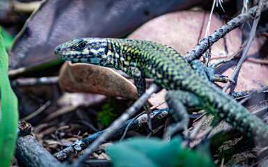 lizard on the tree