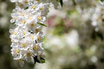 white cherry blossom