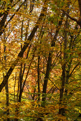 Autumn forest leaves, vibrant golden yellow and green foliage with sunlight creating a warm glow