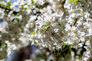 blooming cherry tree