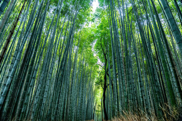 View of towering bamboo stalks create a serene, green cathedral above a narrow path, sunlight filtering through the dense canopy, Kyoto, Kyoto, Japan.