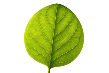 Obraz premium Vibrant green leaf with detailed venation showing growth concept on transparent background