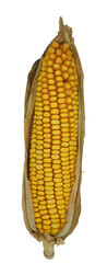 Corn cob with husks isolated. Close up.