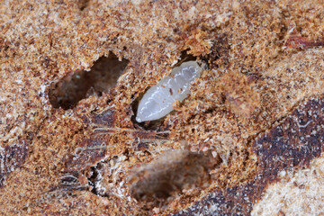 Parasitoid wasp larva at the feeding place of larvae Bark beetle (Scolytinae, Scolytidae). Ambrosia beetle.